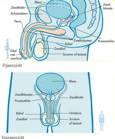 Grafiek Geslachtsorganen Jongens