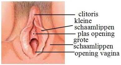 Vagina met benamingen